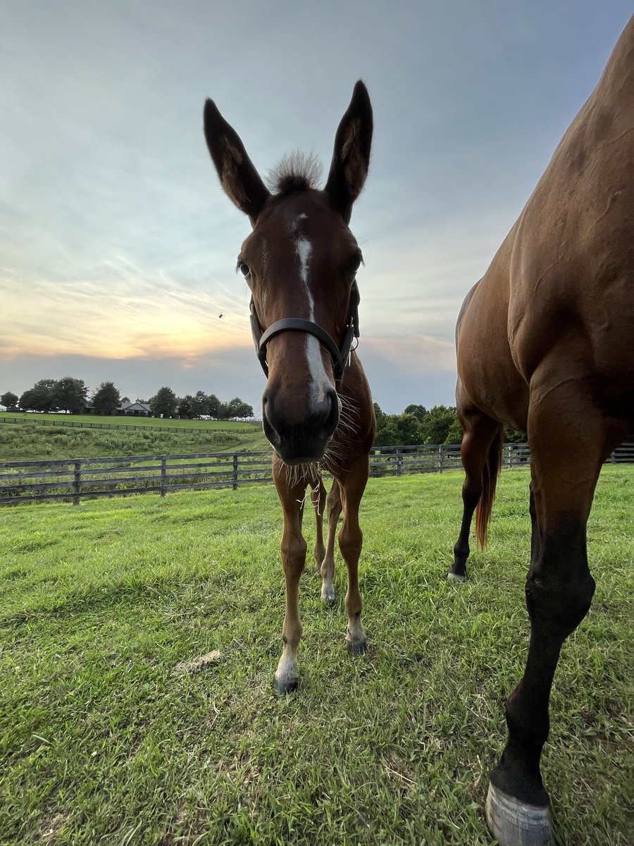 Good luck to little miss big ears FLAUNT and <a href="/LegionBldstk/">Legion Bloodstock</a> in the Alywow Stakes at <a href="/WoodbineTB/">Woodbine Racetrack</a> today!