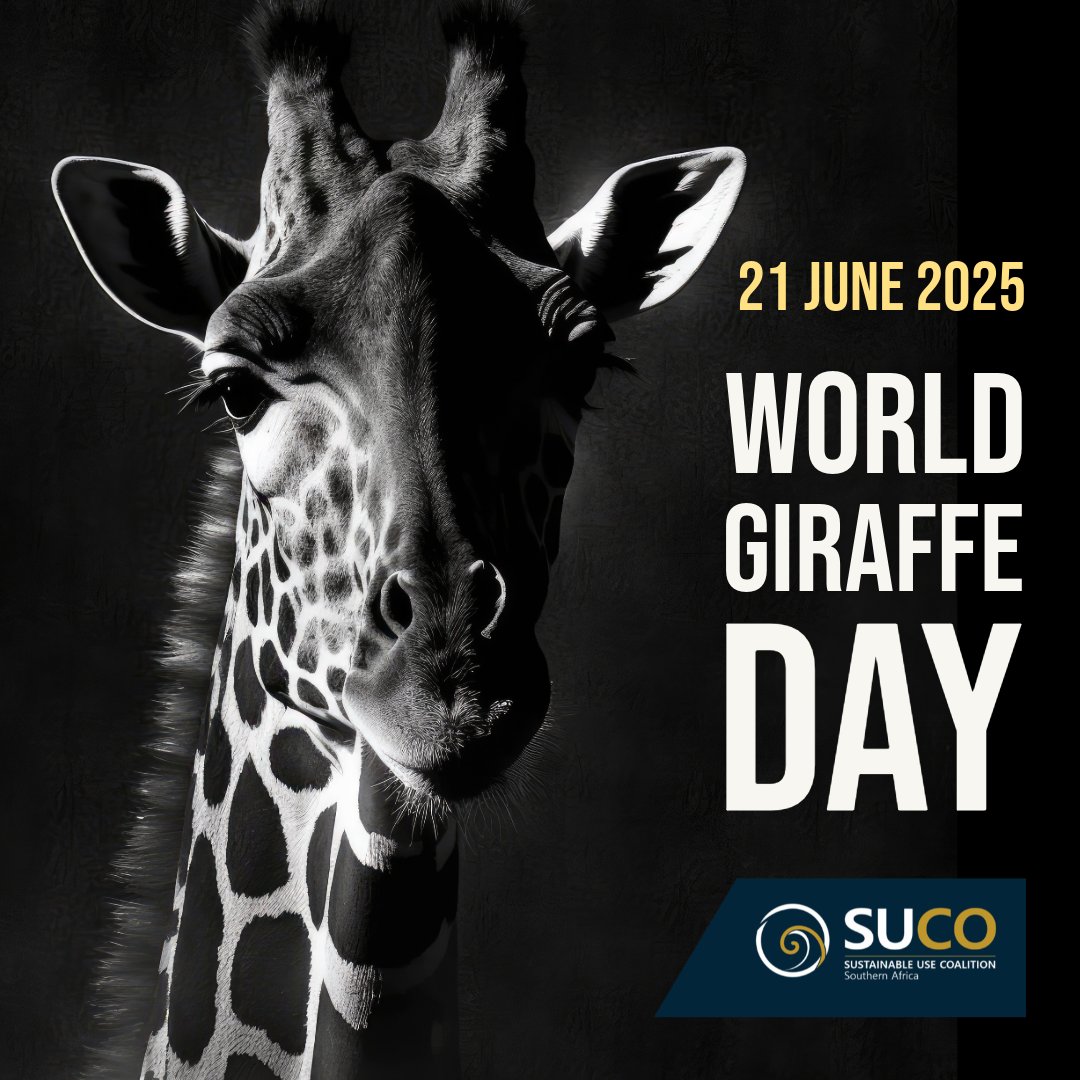 Did you know?
Giraffes may seem silent, but at night, they hum to each other in low frequencies around 92 Hz which is near the lower limit of human hearing.
#giraffe