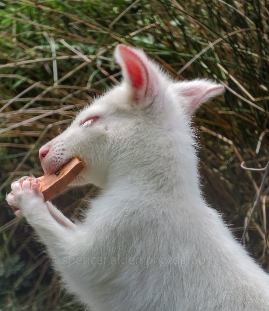 Albino wallaby