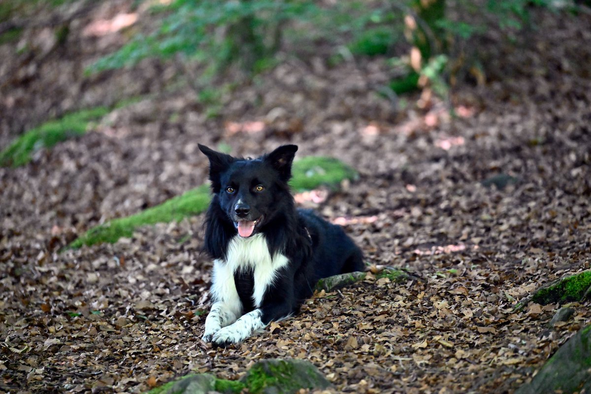 Fusse på Fantoftmarken i Bergen.
Kamera: Nikon Z8 og NikkorZ 70-200mm