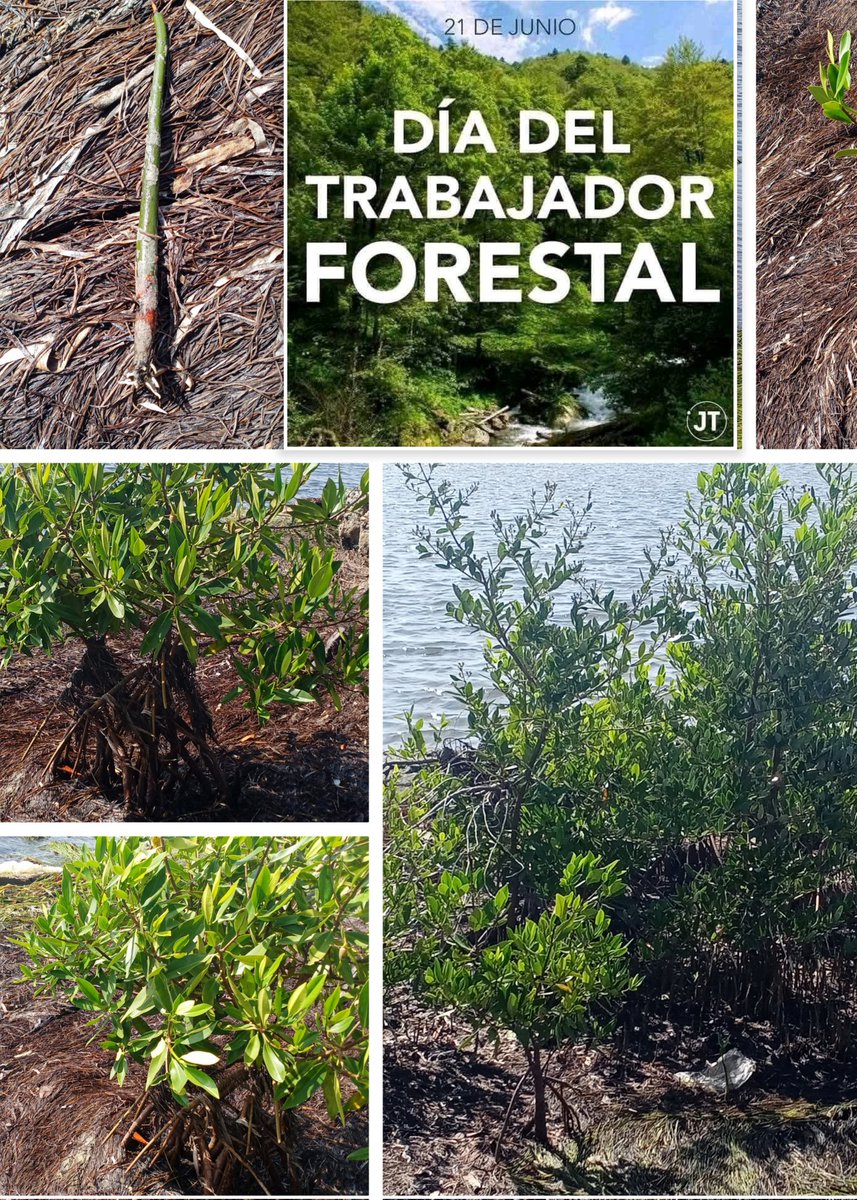 MiguelVzqu32042's tweet photo. Felicidades.
El Bosque de Guardianes , el Manglar , También Cuenta.
#CubaMined .
#PorCamagüeyTodo https://t.co/CFGYYXDswl