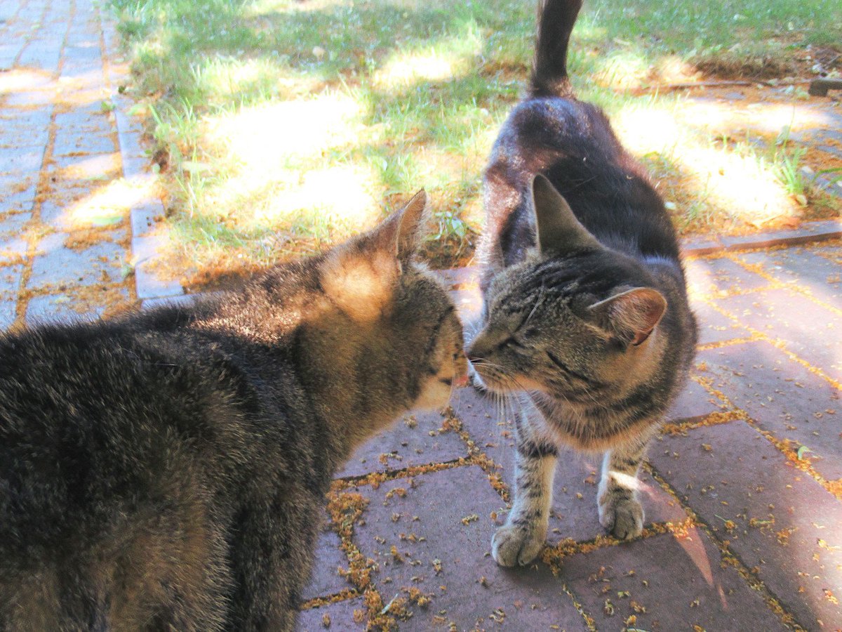 wünsch euch einen friedlichen Abend und eine ebensolche Nacht 🥰
