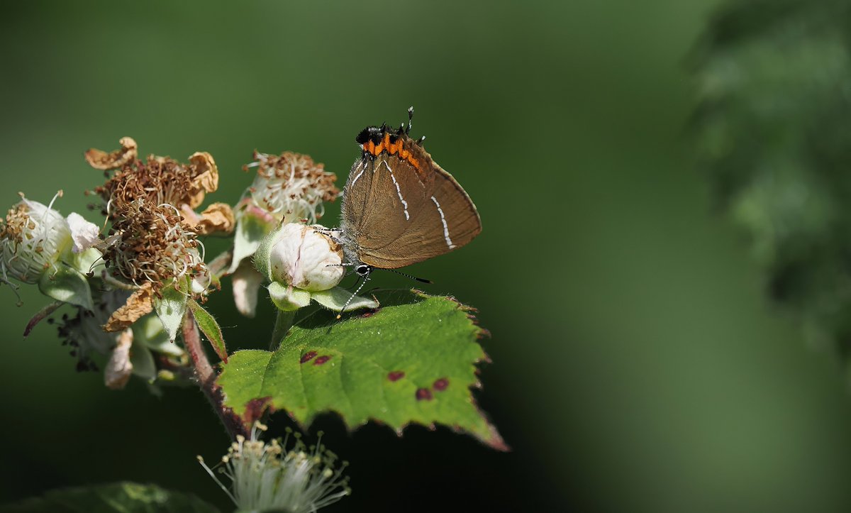 Mike Gibbons (@cloudedyellows) on Twitter photo After a long wait today I saw 4 or 5 White -letter Hairstreaks in elms at my local recreation ground in Christchurch. Then to my surprise one came down late in the day to nectar on bramble. Great to see one up close. <a href="/BC_Dorset/">BC Dorset 🦋</a> After a long wait today I saw 4 or 5 White -letter Hairstreaks in elms at my local recreation ground in Christchurch. Then to my surprise one came down late in the day to nectar on bramble. Great to see one up close. <a href="/BC_Dorset/">BC Dorset 🦋</a>