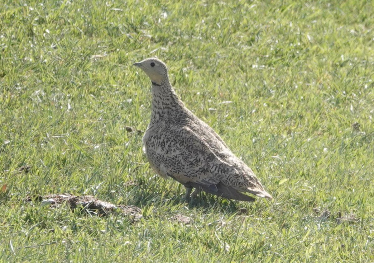 Bağırtlak
İlk kez gördüm bu güzel kuşu. Bir köy yolundan geçerken yolun kenarındaki çayırda idi. Su birikintisinden su içip yıkanıyorlardı. 18.06.2025 Sivas
Bir çoban ile konuştum. Bu kuşları eskiden çok daha fazla olduğunu söyledi. Avcılar gele gide kuşların sayısı azaldı dedi.