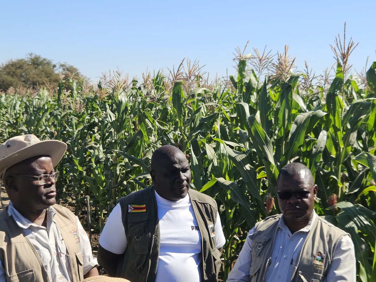 *VBUs for Rural development of communities* 
The Permanent Secretary Professor dr. Obert Jiri, accompanied by ARDAS Chief Director, Mr Leonard Munamati, toured Bindureupenyu Village  Business Unit (VBU) in Zvishavane@obertjiri <a href="/LeonardMunamati/">Leonard Munamati</a> <a href="/HeraldZimbabwe/">The Herald Zimbabwe</a> <a href="/AgritexS/">ARDAS (AGRITEX)</a> <a href="/ZTNPrime/">ZTN</a>