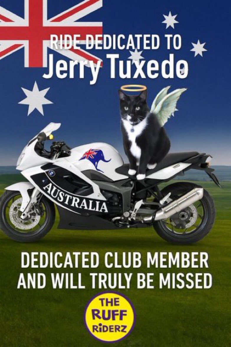 LT Jerry🫡 & Brugge🐻 🐾⛱🇦🇺🏝 (@jerry_tuxedo) on Twitter photo <a href="/cathiebun/">Colonel Pumpkin da Mookin, RIP all mine fwends 🌈.</a> Thank you dear Pumpkin, my bestie kitty 🐈⬛ fren, I am on my cloud ☁️ as an Angel 😇 and I look 👀 down I see all my frens riding for me 🙏I thank you all #TheRuffRiderz <a href="/CloudRiderz/">CloudRiderz</a> <a href="/cathiebun/">Colonel Pumpkin da Mookin, RIP all mine fwends 🌈.</a> Thank you dear Pumpkin, my bestie kitty 🐈⬛ fren, I am on my cloud ☁️ as an Angel 😇 and I look 👀 down I see all my frens riding for me 🙏I thank you all #TheRuffRiderz <a href="/CloudRiderz/">CloudRiderz</a>
