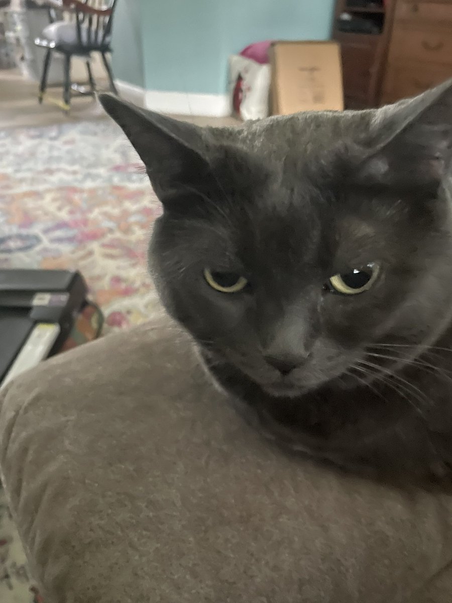 LoweCatheryne's tweet image. Always there for me! Love you, Master Chief.
Happy Caturday.