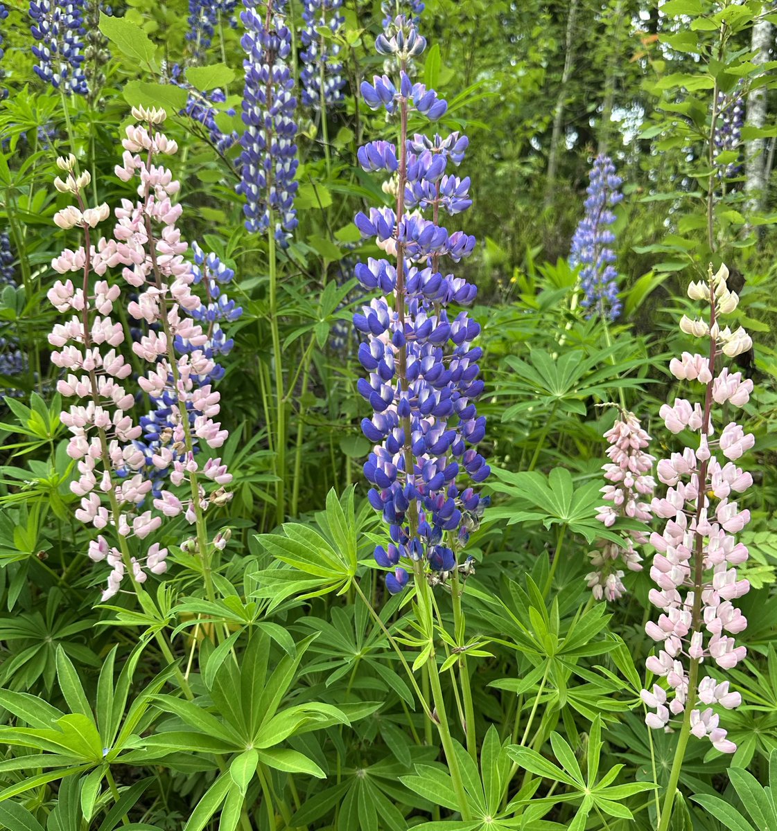These sunny looking goldmoss stonecrops and colourful lupines brighten my messy garden. ☀️
For hubby’s gluten-free breakfast: tomatoes, cucumber, watermelon, wild mushroom salad, prosciutto crudo, grapes, cauliflower, bell pepper, Cantaloupe melon, cabbage, cherries.
