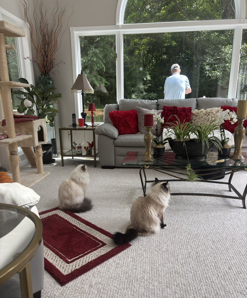 It’s topsy turvy #Caturday🙀 Mama groomed us before breakfast🙀 She left and returned home and explained to the Butler he could not sleep all day. He said if we could do it he could.🙀
He’s currently feeding the hummingbirds 
♥️😘Ari &amp; Cali💋♥️ #CatsOfX
