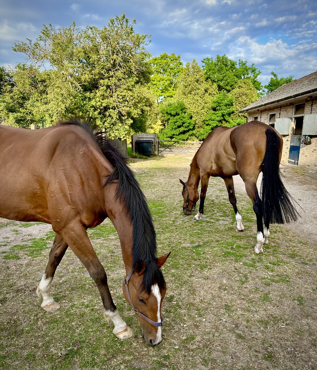 Emma Berry (@collingsberry) on Twitter photo After a long and hot and busy and exhilarating and brilliant week, it’s a quiet night in with the boys.  
Come, friendly rain, and fall on Newmarket. After a long and hot and busy and exhilarating and brilliant week, it’s a quiet night in with the boys.  
Come, friendly rain, and fall on Newmarket.
