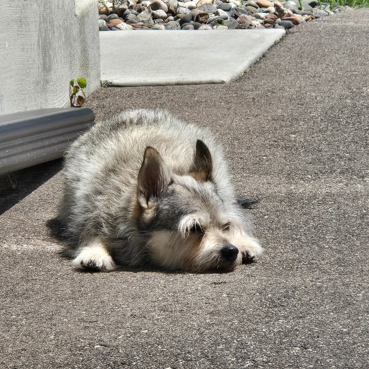 It is disgustingly hot and humid. Ava's old bones don't mind one bit.