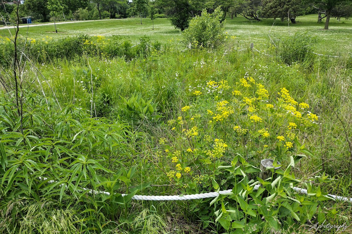 Made a quick visit to Myers Park yesterday along Lake Michigan. Had a red-winged blackbird dive at my head. Fun times! I enjoy this habitat and only wish it was about 1000 times bigger.