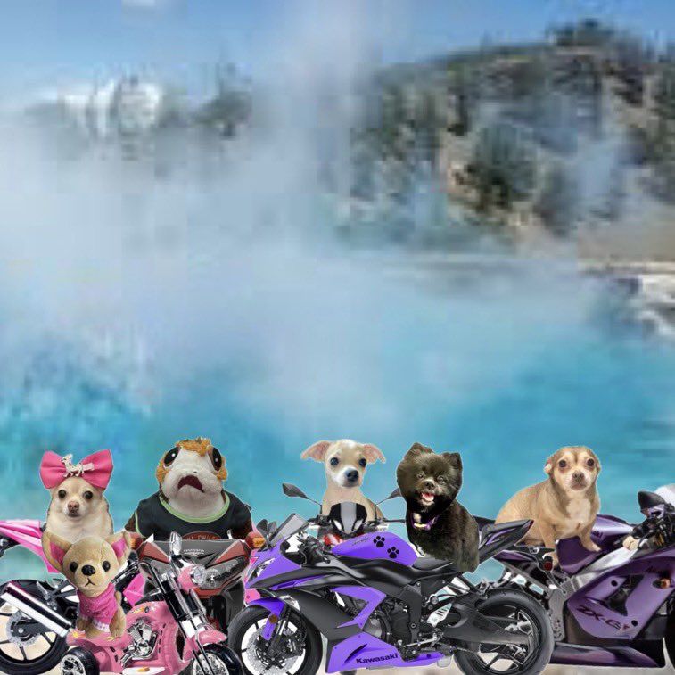 Chica the chihuahua and crew (@chicathechih) on Twitter photo The #TatertotSquad is on adventure with the <a href="/theruffriderz/">TheRuffRiderz</a> at #yellowstone .. Who wants to go riding with us? Iβm on a mission looking for Yogi Bear!! <a href="/GraciesWorld3/">Gracie Ann/Princess Gracie the Gracious, 31st PODT</a> <a href="/Pomchi_Puppy/">π§π»ββοΈπ Tinkerbell ππ§π»ββοΈ</a> <a href="/Porgie_Porgkins/">π₯ππͺPorgieπ«π΄ββ οΈποΈ</a> <a href="/Mini_Tink_/">π Mini Tink π</a> The #TatertotSquad is on adventure with the <a href="/theruffriderz/">TheRuffRiderz</a> at #yellowstone .. Who wants to go riding with us? Iβm on a mission looking for Yogi Bear!! <a href="/GraciesWorld3/">Gracie Ann/Princess Gracie the Gracious, 31st PODT</a> <a href="/Pomchi_Puppy/">π§π»ββοΈπ Tinkerbell ππ§π»ββοΈ</a> <a href="/Porgie_Porgkins/">π₯ππͺPorgieπ«π΄ββ οΈποΈ</a> <a href="/Mini_Tink_/">π Mini Tink π</a>