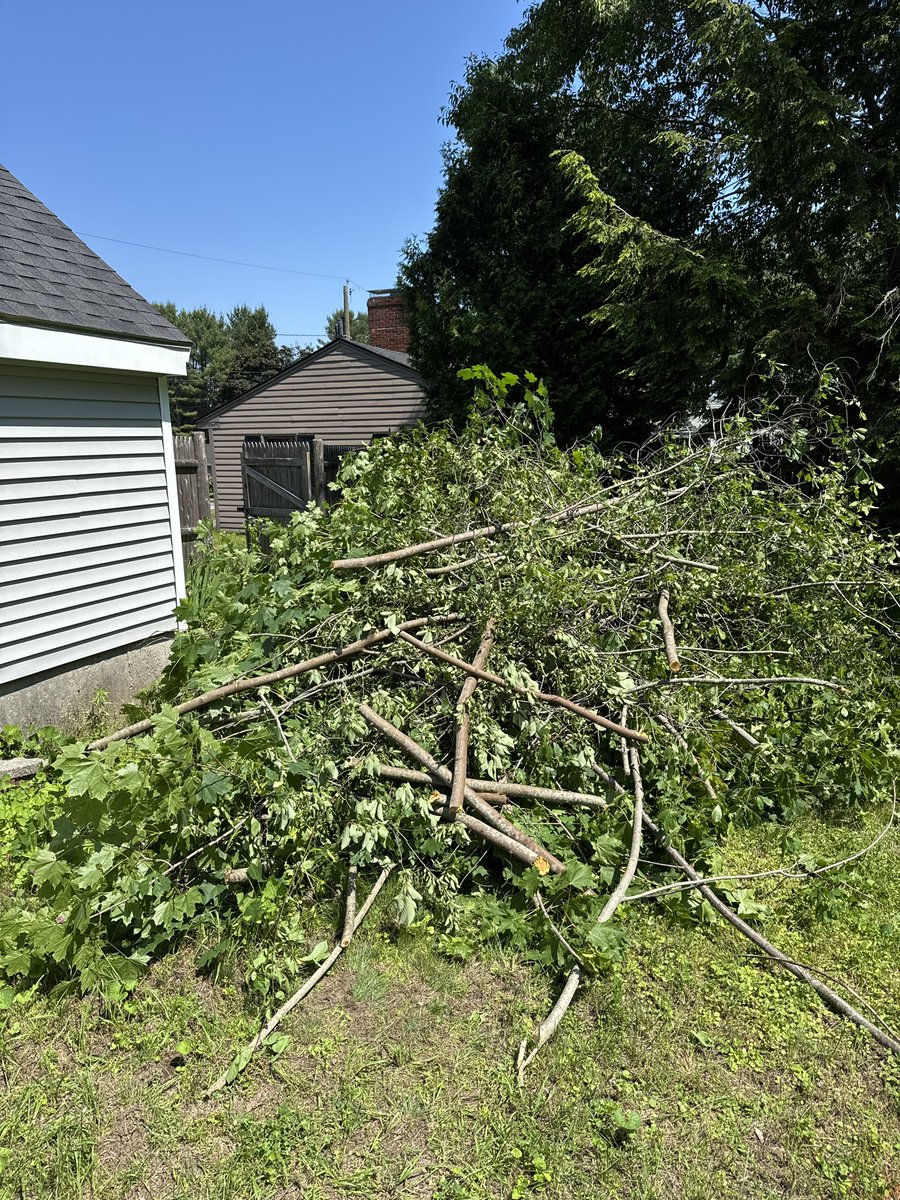 massive pile of invasive Norway Maple and Alder Buckthorn to make way for Black Cherry and Chokecherry in the backyard 👍👍