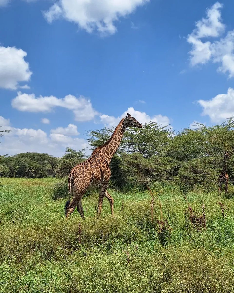MtaliiSilver's tweet photo. Happy World Giraffe Day!
Kenya is a home to 3 species of Giraffes; Maasai, Reticulated and Nubian/Rothchild.
Do you know the difference between the 3 species?
Call/WhatsApp +254707207838
Email: Wilnatssafaris@gmail.com https://t.co/kwgxBWx7zI