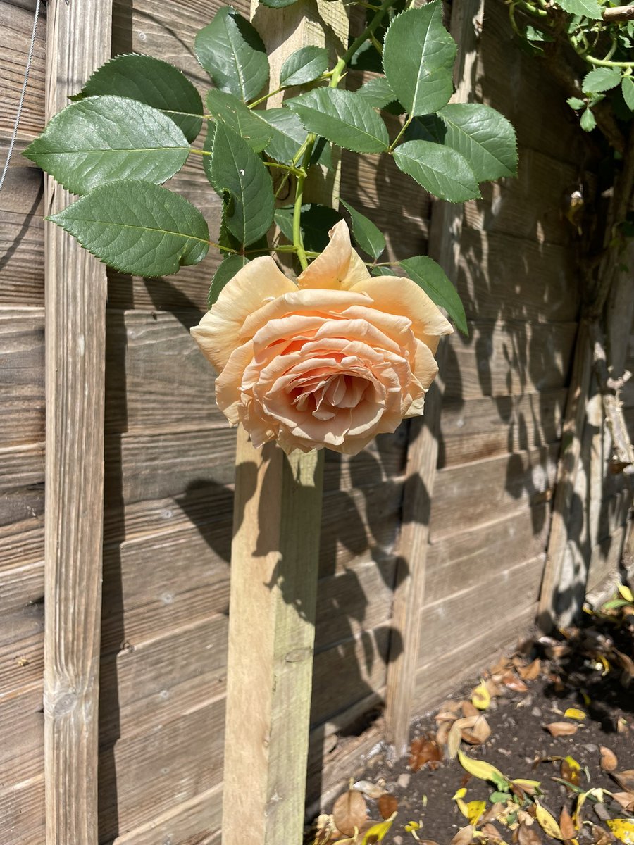 Jocelyn Hurndall (@jocelynhurndall) on Twitter photo <a href="/ahmedshameya995/">Ahmed Shameya</a> <a href="/PeterHo08321766/">HOI POLLOI</a> I wish I could send this rose and its beautiful scent. One day Israel will be dismantled and you will be free. I’m so sorry we haven’t been able to make our leaders listen. <a href="/ahmedshameya995/">Ahmed Shameya</a> <a href="/PeterHo08321766/">HOI POLLOI</a> I wish I could send this rose and its beautiful scent. One day Israel will be dismantled and you will be free. I’m so sorry we haven’t been able to make our leaders listen.