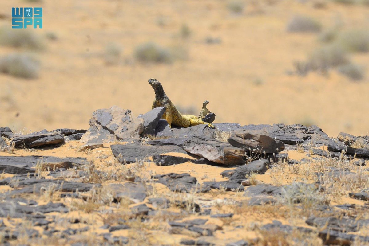 #تقارير_واس | الضّب العربي.. من الكائنات البرية التي تسهم في التوازن البيئي بمنطقة الحدود الشمالية.
spa.gov.sa/N2343983
#واس_جودة_الحياة