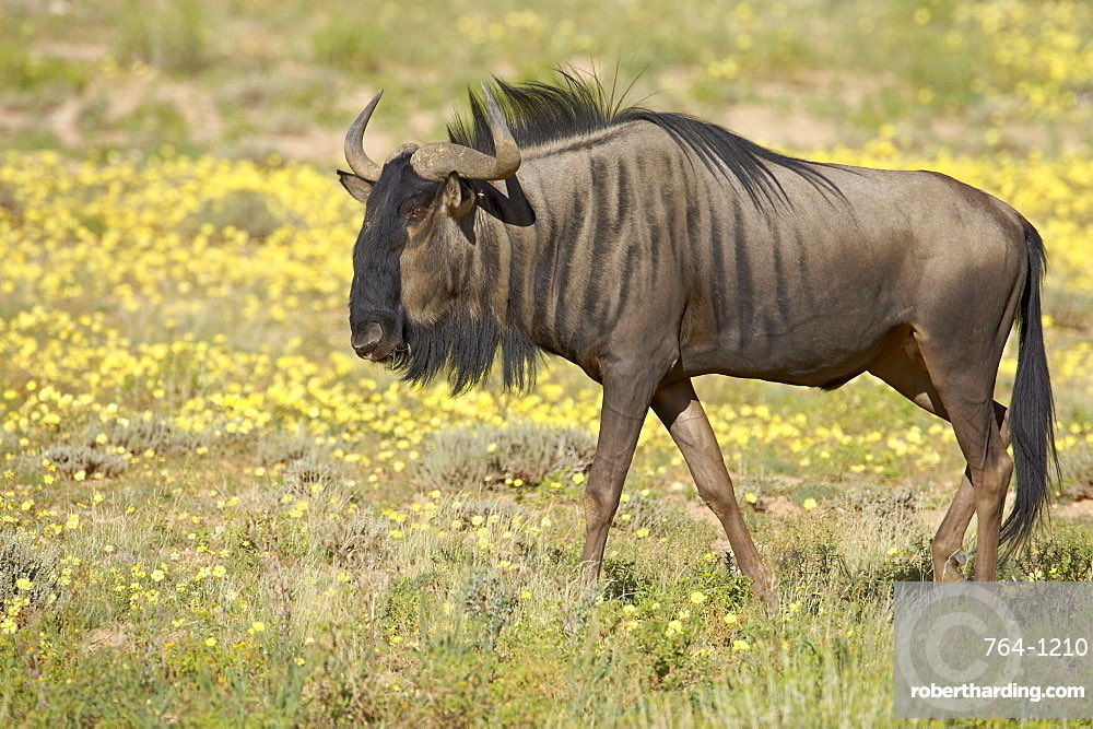 Sun’s out; gnus out.