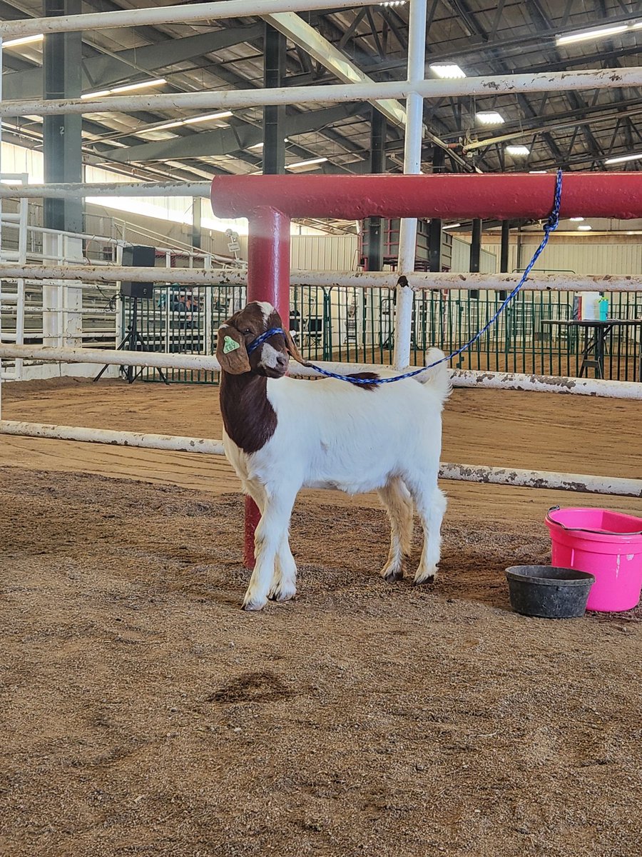 Just waiting for my daughter to show her goat.