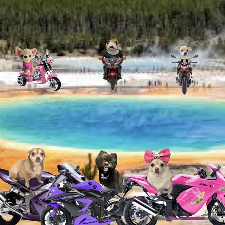 Chica the chihuahua and crew (@chicathechih) on Twitter photo Having a fun time visiting the hot springs at #Yellowstone. I canβt believe how brave <a href="/Mini_Tink_/">π Mini Tink π</a> <a href="/Porgie_Porgkins/">π₯ππͺPorgieπ«π΄ββ οΈποΈ</a> and Odie were doing wheelies over the springsβ¦ I was too scared to try. π³ so GracieAnn and Tinkerbell stayed by my side . <a href="/theruffriderz/">TheRuffRiderz</a> Having a fun time visiting the hot springs at #Yellowstone. I canβt believe how brave <a href="/Mini_Tink_/">π Mini Tink π</a> <a href="/Porgie_Porgkins/">π₯ππͺPorgieπ«π΄ββ οΈποΈ</a> and Odie were doing wheelies over the springsβ¦ I was too scared to try. π³ so GracieAnn and Tinkerbell stayed by my side . <a href="/theruffriderz/">TheRuffRiderz</a>