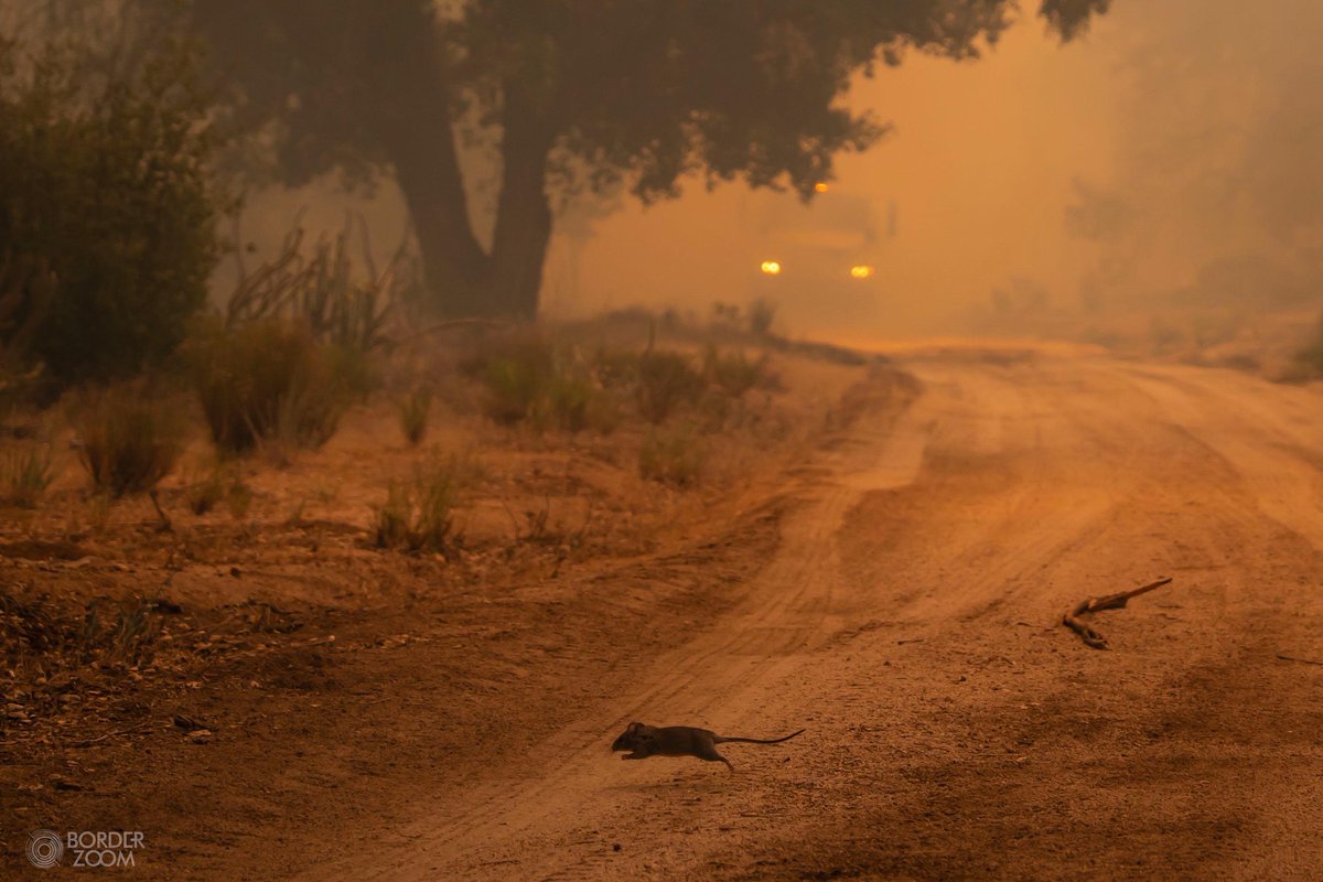 Santiagod181281's tweet image. El #EjércitoMexicano se suman a las labores de control y extinción de dos #incendios activos en #Tecate, Baja California.
El fuego, iniciado el pasado 16 de junio, ya arrasó más de 8 mil hectáreas, lo que generó densas humaredas que afectan la calidad del aire.