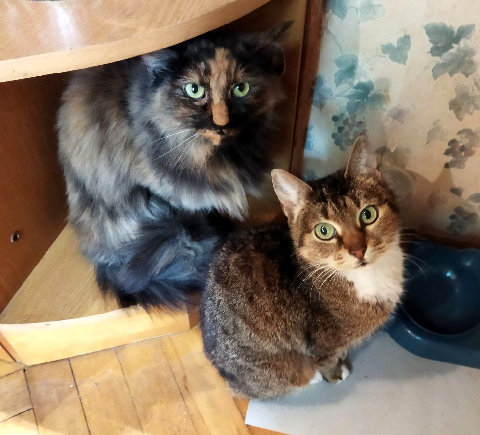 Подсказать куда корм сыпать, мать? Нужна подсказка?