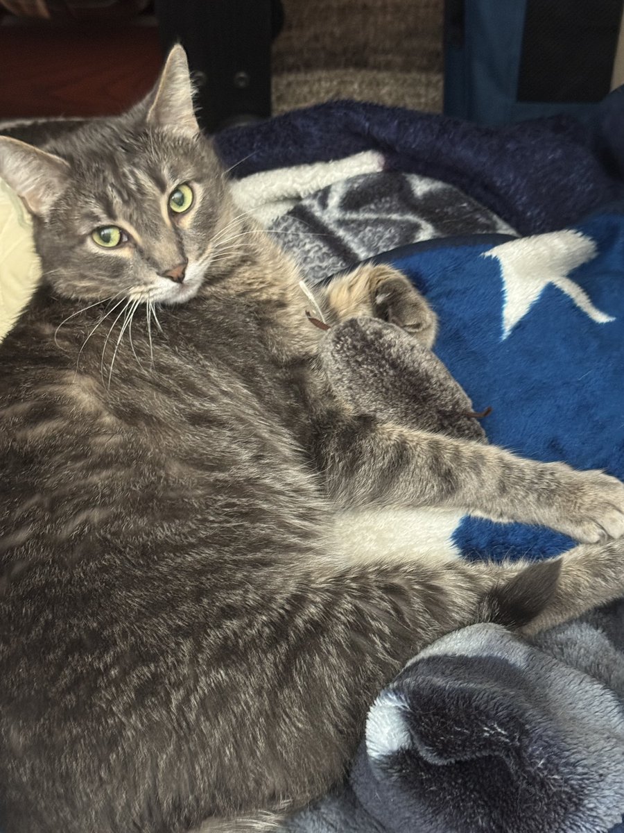 Happy #Caturday from Link!