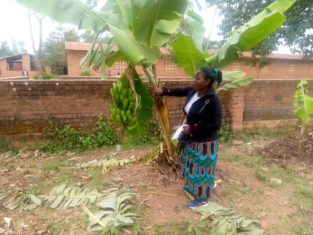 The support from Alice Mwalabu, the Hope Ministries International (HOMI) field officer, has undoubtedly added significant value to the permaculture and agroforestry initiatives in schools in Namadidi, Namajoka, and Mbedza.