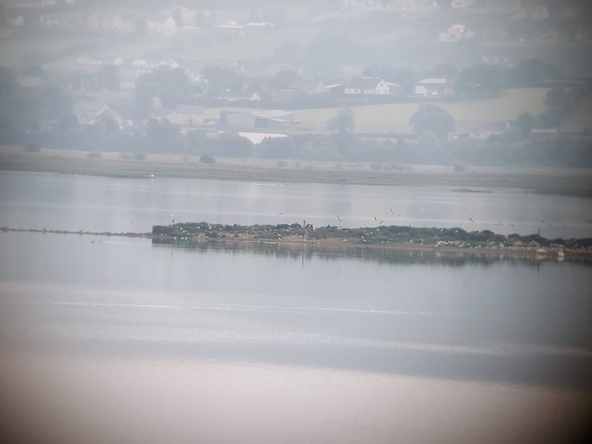 More seabirds this morning, this time ringing terns in Co.Donegal. A total of 35 Sandwich Terns were colour ringed, and a dozen Common Terns metal ringed. Keep an eye out for the colour rings on a shore near you in the coming months.