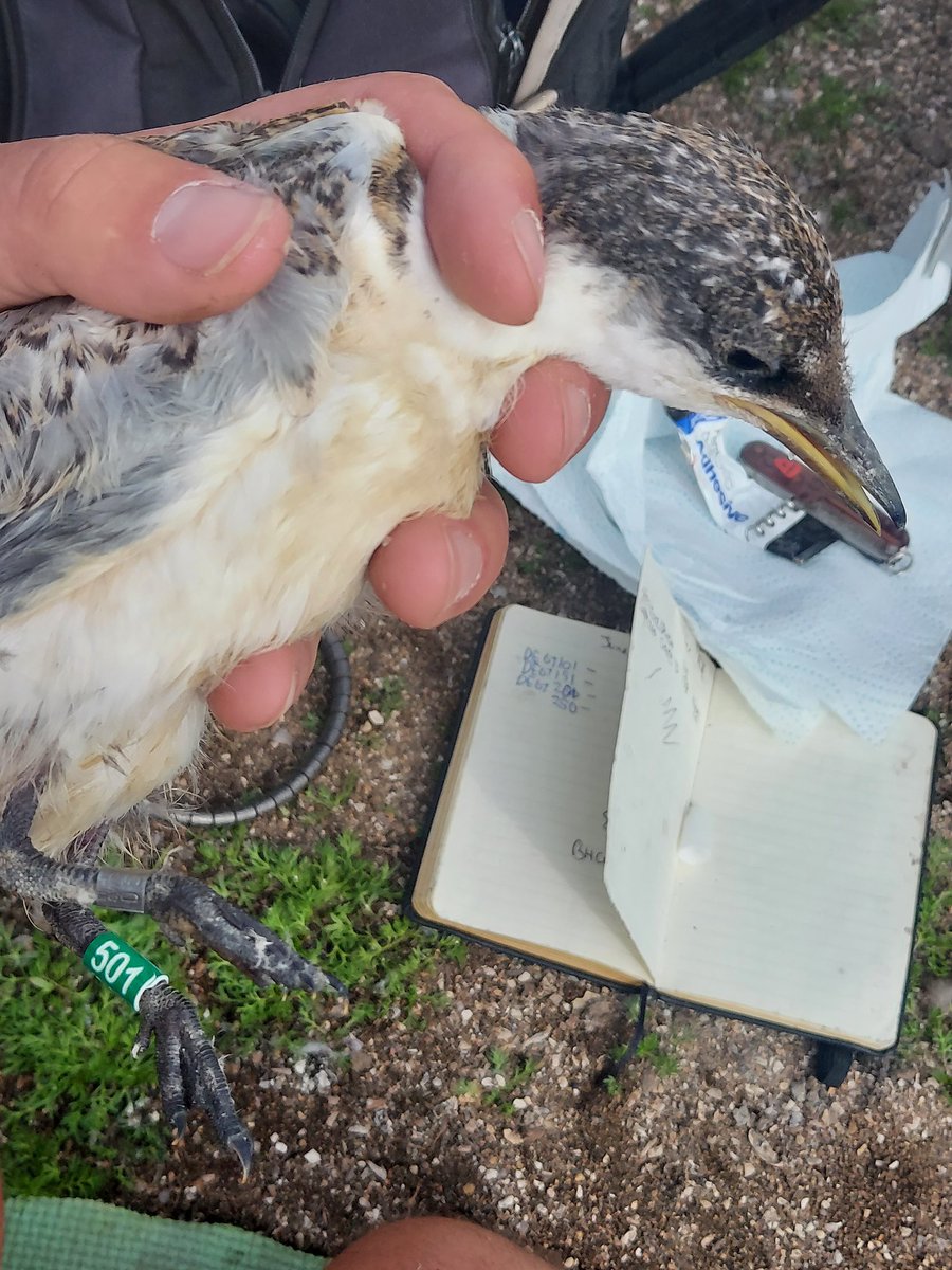 Richard Donaghey tweet media