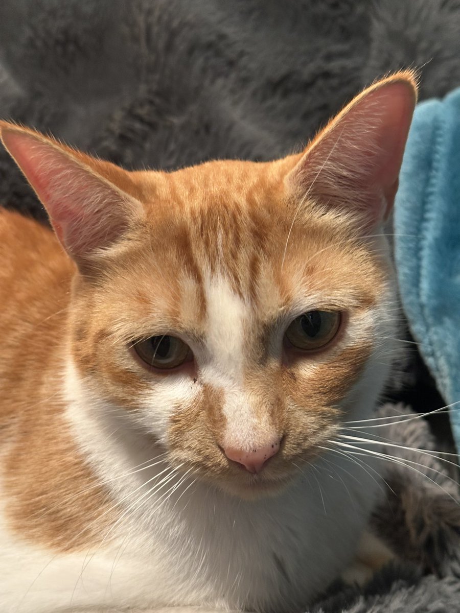 Smitty_PNW's tweet image. Loving agents from Hailuo MiniMax - There’s many to choose from ! With one image of my cat to this video. 

For this agent you pick three jobs for your cat and it goes off and makes the videos and puts it all together for you.  Amazing 🤯
@Hailuo_AI 
#hailuoai #hailuo2…