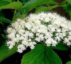 harusaka302's tweet image. おはようございます☀️

今日の花は、ガマズミ

花言葉は

「結合」

2つの力が結合した時、
双方の効率は2倍になる
-アイザック・ニュートン-

今日もよろしくお願いいたします🎵
素敵な一日をお過ごしください🍀

#たけうちーむ
#朝活 
#70622おは戦🍨CH
#笑顔は無敵