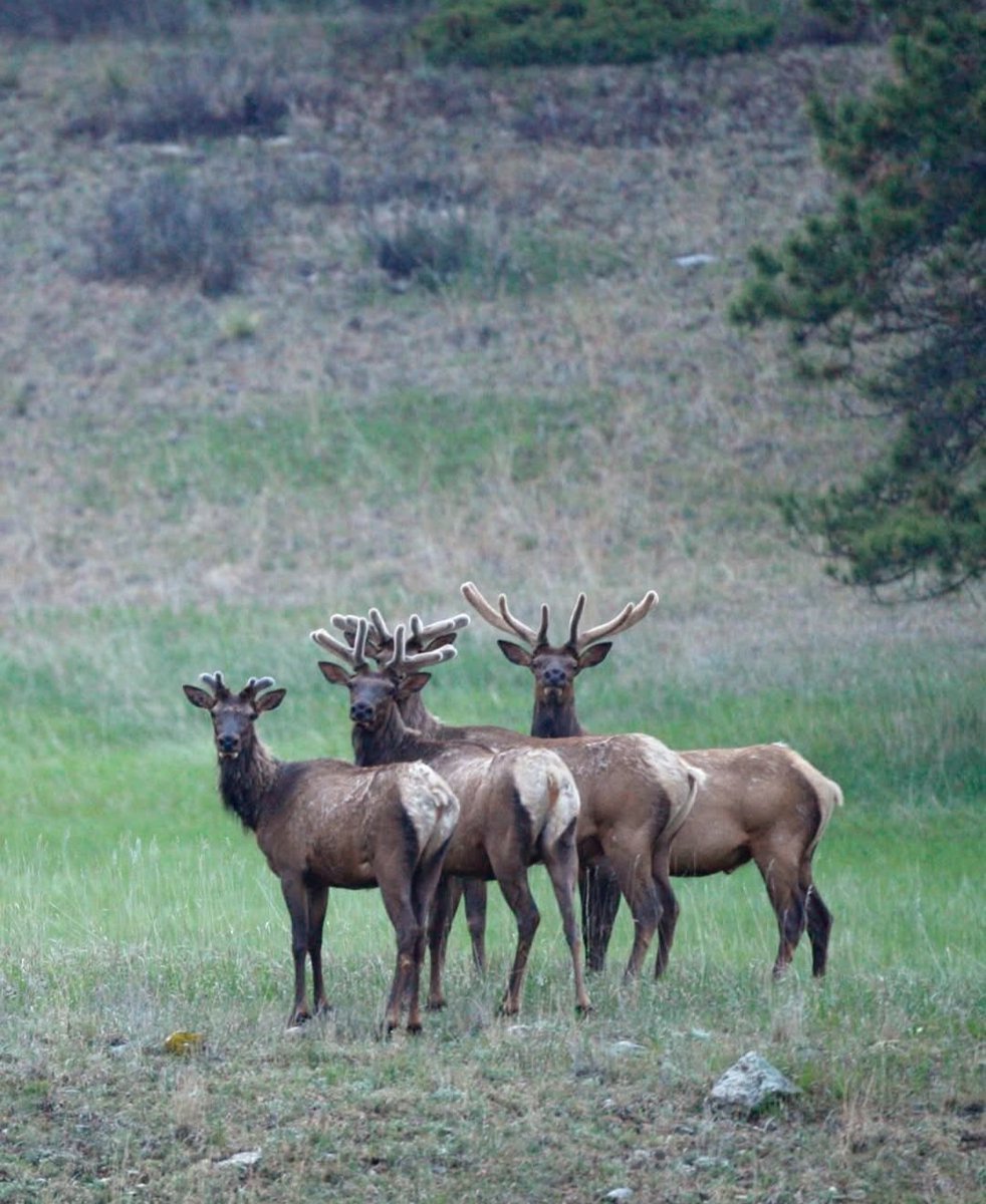 Rocky Mountain Elk Foundation (@rmef) on Twitter photo Hello summer! #elk #rmef #huntingisconservation Hello summer! #elk #rmef #huntingisconservation