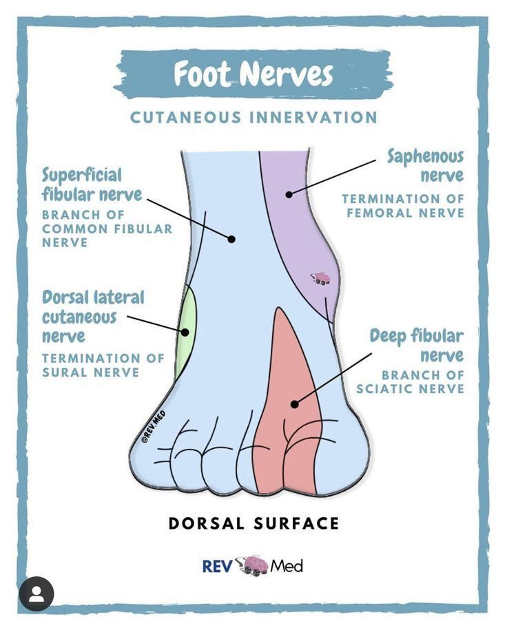 Cutaneous innervation of the foot.
