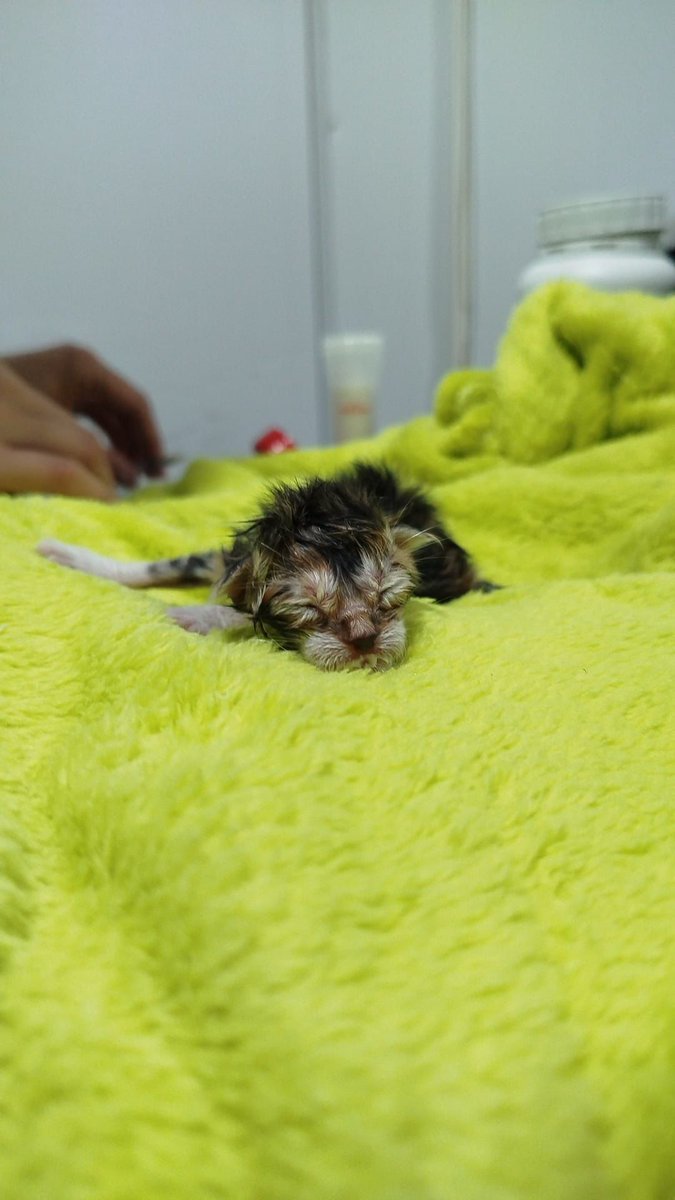 *Necesitamos ayuda urgente*

Esta mañana nos ha llamado la policía: una gata había sido atropellada. Al llegar, nos encontramos con una imagen desgarradora… La gata estaba embarazada y, por el impacto, una cría salió expulsada de su cuerpo.

Milagrosamente, esta bebé está viva.