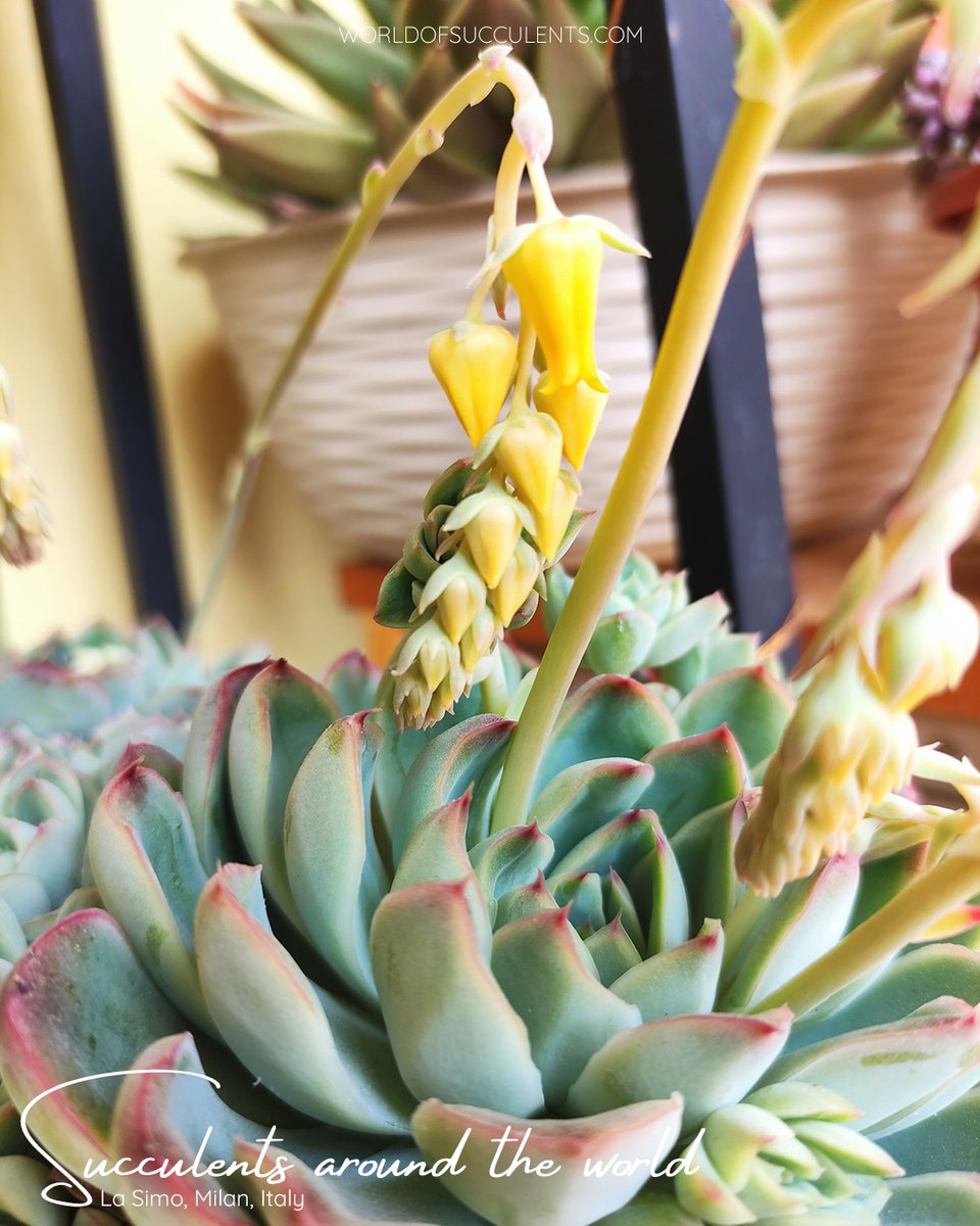 Echeveria pulidonis (Pulido's Echeveria)
Plant profile: worldofsucculents.com/echeveria-puli…

#succupedia #succulentsaroundtheworld #echeveria #echeveriapulidonis #succulent #succulents