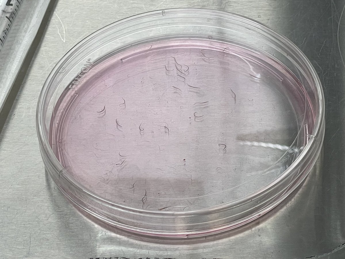 We got worms! #Schistosomes

#MBLBoP2025