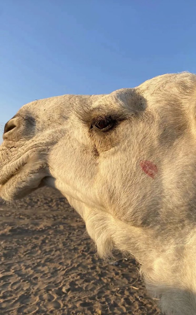 أعطيتها آيفون وتقول ما ابيه !
ابغى هديه .. من عطايا ابلكم 

حسبتها تبغى لعايب وترفيه 
قالت ابي ناقه عليها وسمكم "