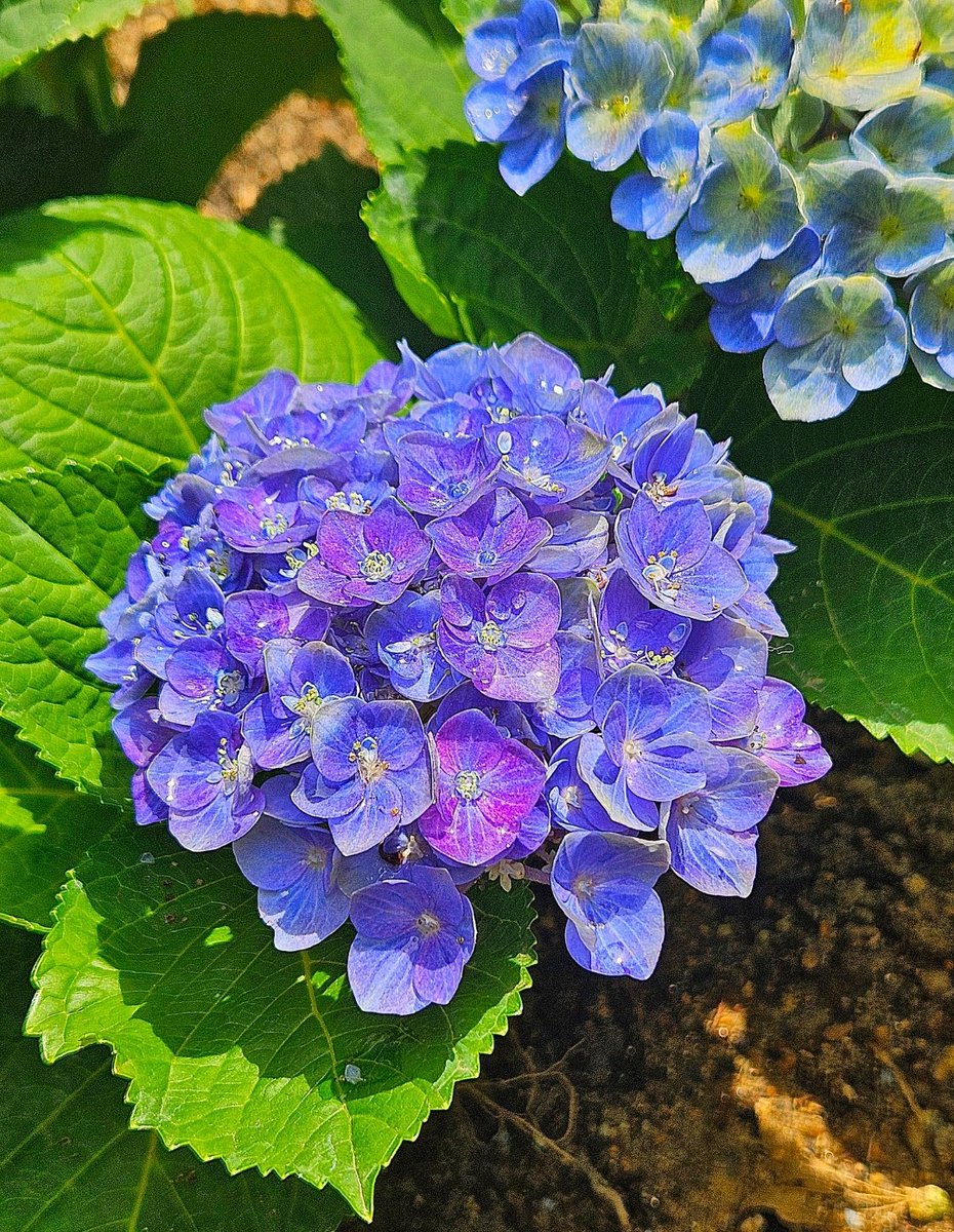 macchin1031's tweet image. おはようございます｡ﾟ(ﾟ＾∀＾ﾟ)ﾟ｡

今日も、笑顔忘れず元気で無理せず頑張っていきましょうね！
＃優しい繋がり　＃感謝　＃ファイト

素敵な１日になりますように！🍀
いつもありがとう❤(*- -)(*_ _)ﾍﾟｺﾘ❤️

水分補給しっかりと熱中症に気をつけて下さいね(^.^)🥤