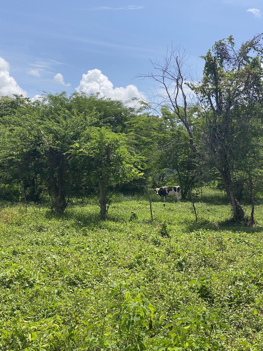 InfanteNilsa's tweet photo. Los sueños se cumplen! 

Ya vivo en el monte, tengo 2 vacas 🐄 , 3 chivos 🐐,y 4 gallinas, 🐓 solo me falta la F150 https://t.co/iXdwKtUZ9K