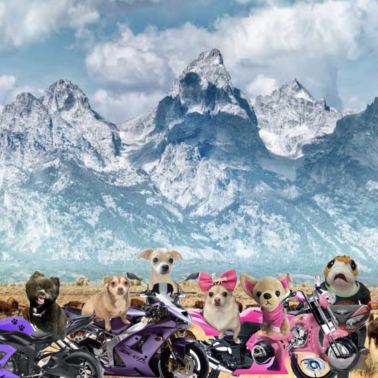Chica the chihuahua and crew (@chicathechih) on Twitter photo A group photo of <a href="/Pomchi_Puppy/">π§π»ββοΈπ Tinkerbell ππ§π»ββοΈ</a> (the photographer) <a href="/GraciesWorld3/">Gracie Ann/Princess Gracie the Gracious, 31st PODT</a> <a href="/Mini_Tink_/">π Mini Tink π</a> and <a href="/Porgie_Porgkins/">π₯ππͺPorgieπ«π΄ββ οΈποΈ</a> and myself in front of this beautiful mountain. Isnβt it lovely? I think this is the best place to sit down and eat some toast and drink some honey tea before we leave for home. A group photo of <a href="/Pomchi_Puppy/">π§π»ββοΈπ Tinkerbell ππ§π»ββοΈ</a> (the photographer) <a href="/GraciesWorld3/">Gracie Ann/Princess Gracie the Gracious, 31st PODT</a> <a href="/Mini_Tink_/">π Mini Tink π</a> and <a href="/Porgie_Porgkins/">π₯ππͺPorgieπ«π΄ββ οΈποΈ</a> and myself in front of this beautiful mountain. Isnβt it lovely? I think this is the best place to sit down and eat some toast and drink some honey tea before we leave for home.