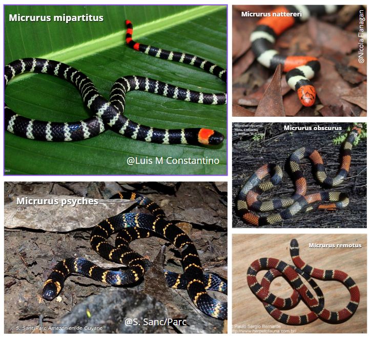 En Vzla hay 13 especies de coral verdadera
Aquí todas ellas 🐍
Identificarlas puede evitar accidentes y salvar vidas, humanas y silvestres.
📌 Es solo una referencia preliminar mientras seguimos desarrollando la clave visual más completa y adaptada.
#Micrurus #Coral #vivarium