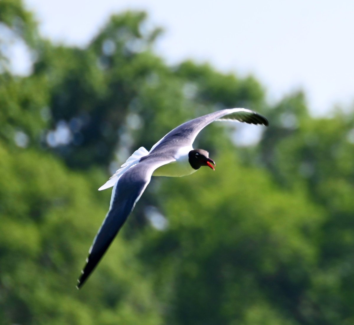 lorifaithnyc's tweet image. Fun watching a few laughing gulls chase one another around the Reservoir. #birds #birdcpp #birdwatching #gulls #mymorningwalk #nyc