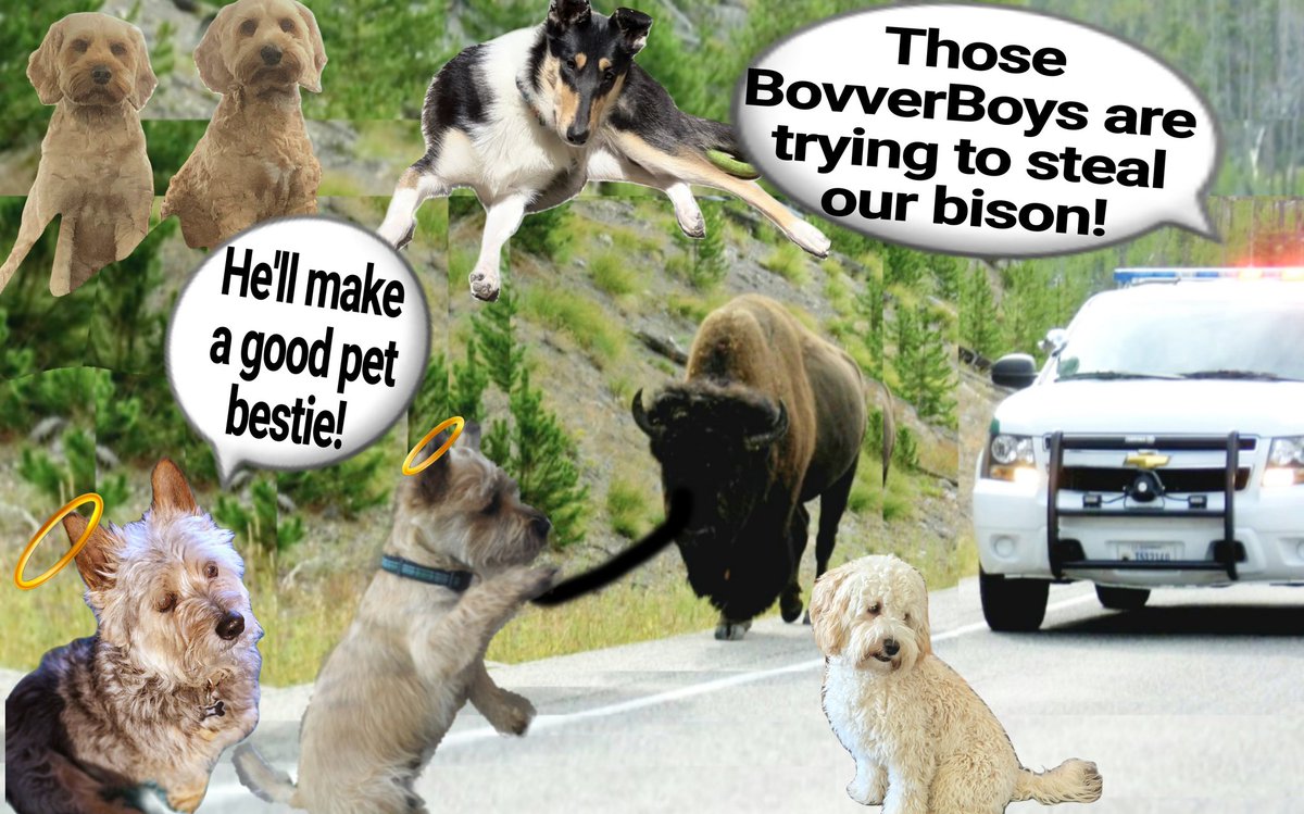Norman Dillon🌈BovverBoy (@norman_dillon1) on Twitter photo I managed to get the rope on him bestie, we'll be able to get him back to the UK dead easy!!! Oh no, let go of the rope quickly bestie, the police are watching....
#theruffriderz #BovverBoys #BovverBoysForever #YellowstonePark <a href="/jennystape/">JACK BovverBoy</a> <a href="/CollieMoxie/">ᴹⁱˢˢ ᴹᵒˣⁱᵉ (ᵀʷⁱᵍᵍʸ ⁱˢ ᶠⁱⁿᵉ)</a> <a href="/ODoodles1/">ApprenticeBovverBoyyos🏍🏍</a> <a href="/basset_bella/">Angel Bella 💔🌈🐾🐶</a> I managed to get the rope on him bestie, we'll be able to get him back to the UK dead easy!!! Oh no, let go of the rope quickly bestie, the police are watching....
#theruffriderz #BovverBoys #BovverBoysForever #YellowstonePark <a href="/jennystape/">JACK BovverBoy</a> <a href="/CollieMoxie/">ᴹⁱˢˢ ᴹᵒˣⁱᵉ (ᵀʷⁱᵍᵍʸ ⁱˢ ᶠⁱⁿᵉ)</a> <a href="/ODoodles1/">ApprenticeBovverBoyyos🏍🏍</a> <a href="/basset_bella/">Angel Bella 💔🌈🐾🐶</a>