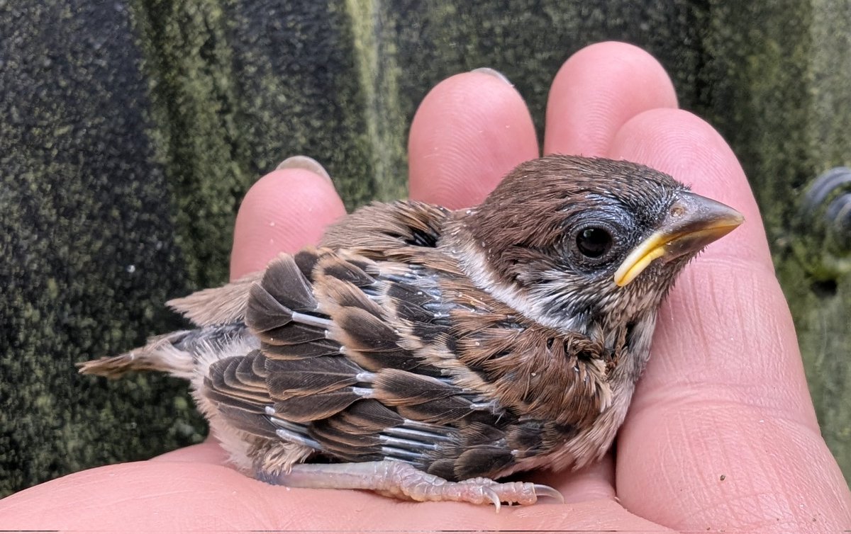 mattthesparrow's tweet image. This is peak second brood time for Tree Sparrows. We ringed 68 from 13 broods - 5.2 per brood is pretty spectacular. They are in stunning condition as well, this one is only 8 days old.