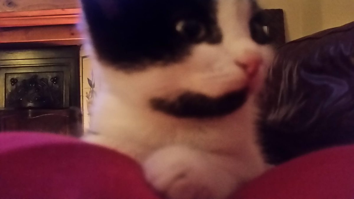 Baby cat