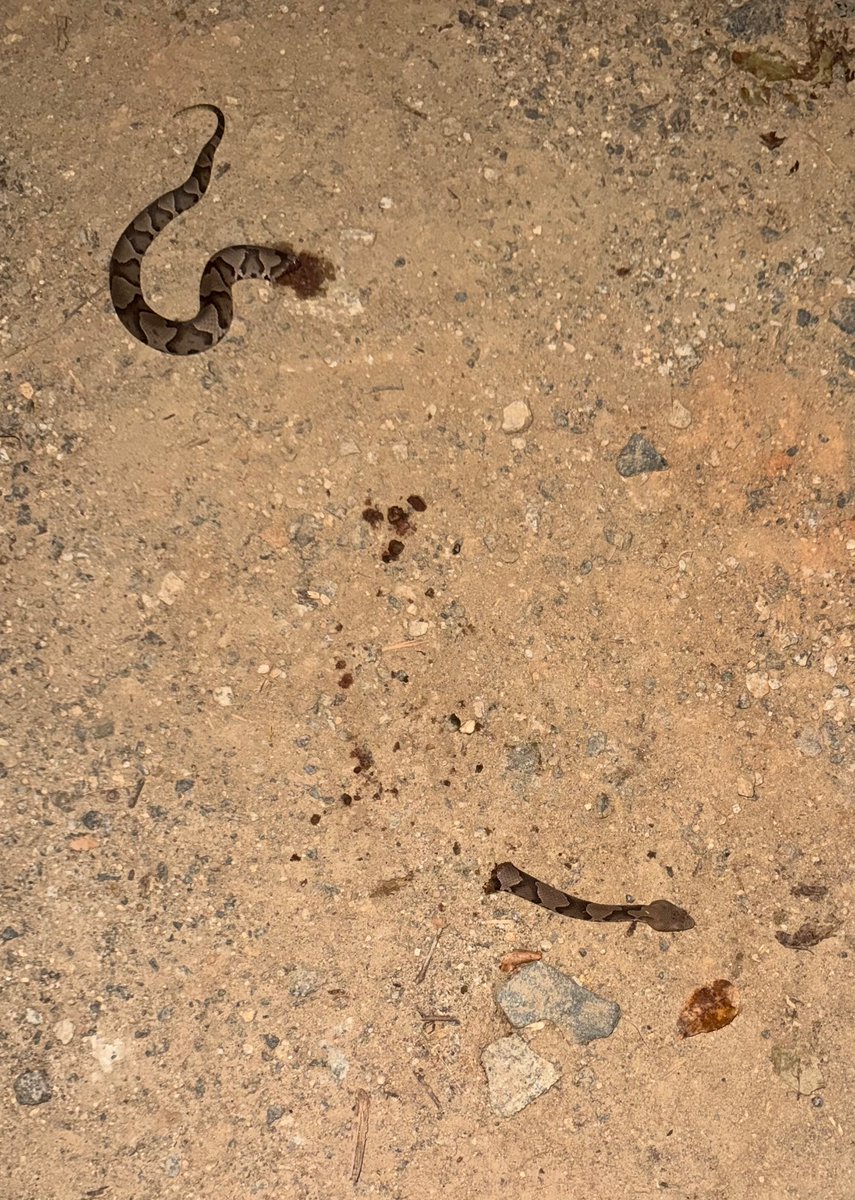 The copperhead that bit our 4 year old. Credit to the ER staff for his full recovery.

Favorite quote of the night was “we’re going to rub the wound with alcohol” and he says “oh no, I don’t drink alcohol” 😅