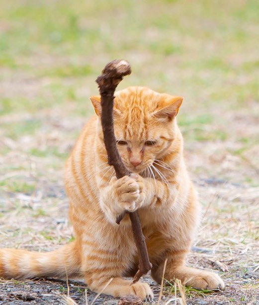 Marcus_cel's tweet image. “Pspsps it’s dinner time! Hurry up old man!”
“I’m on way… I’m not as fast as I used to be… when I was younger”