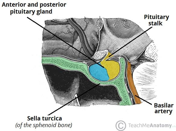 The bone of the sella turcica plays a critical role in both accessing and successfully removing pituitary adenomas. Inadequate bone removal is the most common cause of subtotal tumor resection.

Learn more here: zurl.co/04MJB

#Neurosurgery #EndoscopicSurgery