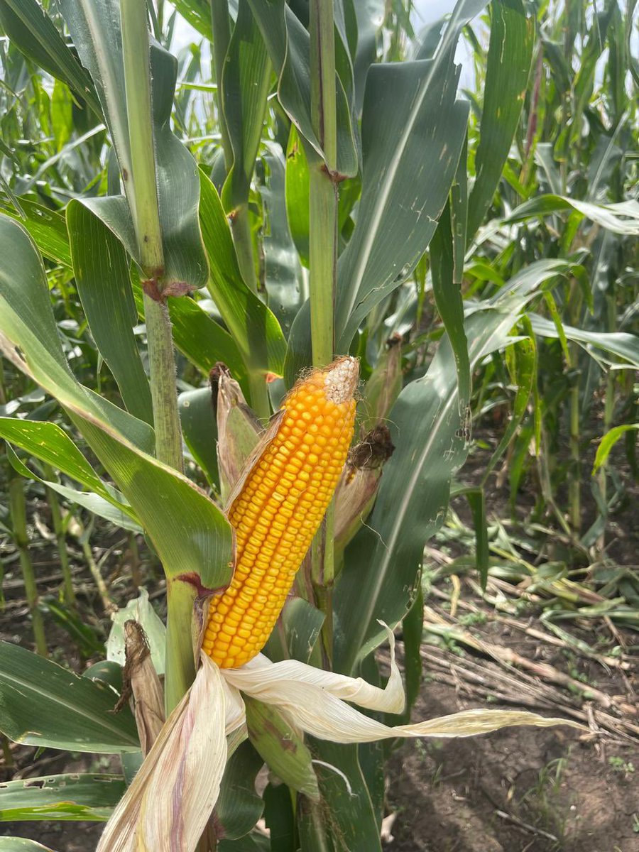 seedlinkZA's tweet photo. 🌍 21 June –Today is the #WinterSolstice— the shortest day and longest night of the year in the Southern Hemisphere.From tomorrow, our days begin to get longer, signalling the slow return of sunlight and warmth—the fuel crops need to grow. #wintersolstice

https://t.co/LTZWUWOM6h https://t.co/PJ0klHM0wZ